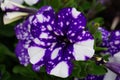 Selective focus shot of purple and white petunia Royalty Free Stock Photo