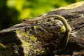 Selective focus shot of Pyrenean rock lizard Royalty Free Stock Photo