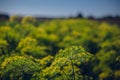 Selective focus shot of queen Anne\'s lace plants in the field with blurred background