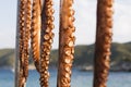 Selective focus shot of raw tentacles of octopus on the beach