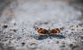 Selective focus shot of a red admiral butterfly with open wings preparing for flight from the floor Royalty Free Stock Photo