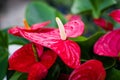 Selective focus shot of red anthurium flowers Royalty Free Stock Photo
