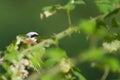 Selective focus shot of a Red-backed shrike bird hidden among the leaves of the tree