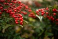 Selective focus shot of red berries on sacred bamboo shrub Royalty Free Stock Photo