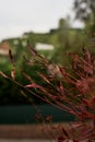 Selective focus shot of the red branches of a plant with blurred background Royalty Free Stock Photo