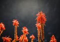 Selective focus shot of red Candelabra aloe flowering plants on blur background