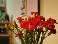 Selective focus shot of the red carnation bouquet Royalty Free Stock Photo