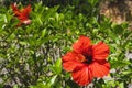 Selective focus shot of a red Chinese hibiscus surrounded by green leaves during daylight Royalty Free Stock Photo