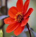 Selective focus shot of red Dahlia Bishop of Llandaff flower Royalty Free Stock Photo