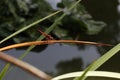 Selective focus shot of a red dragonfly on a dried grass Royalty Free Stock Photo