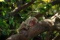 Selective focus shot of a red-faced monkey laying sleeping on a tree branch Royalty Free Stock Photo