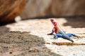 Selective focus shot of  red-headed rock agama on the ground Royalty Free Stock Photo