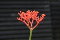 Selective focus shot of red jatropha podagrica plant