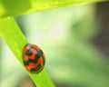Selective focus shot of a red ladybug on a green leaf with soft bokeh background with copy space Royalty Free Stock Photo