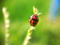 Selective focus shot of a red ladybug on a green leaf with soft bokeh background with copy space Royalty Free Stock Photo