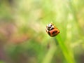 Selective focus shot of a red ladybug on a green leaf with soft bokeh background with copy space Royalty Free Stock Photo