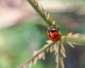 Selective focus shot of a red ladybug on a green leaf with soft bokeh background with copy space Royalty Free Stock Photo