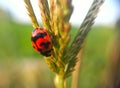 Selective focus shot of a red ladybug on a green leaf with soft bokeh background with copy space Royalty Free Stock Photo