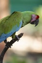 Selective focus shot of The red-lored amazon parrot