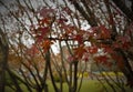 Selective focus shot of red maple leaves in the park in Puerto Madero, Buenos Aires