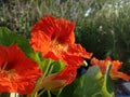 Selective focus shot of red nasturtium flowers in the garden Royalty Free Stock Photo