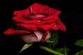 Selective focus shot of a red rose covered with morning dew on a black background Royalty Free Stock Photo