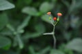 Selective focus shot of red tassel flower