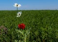 Selective focus shot of red and white poppies blooming in a field under a sunlight Royalty Free Stock Photo