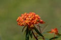 Selective focus shot of a red and yellow Bloodflower blooming commonly known as Tropical Milkweed Royalty Free Stock Photo