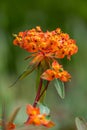 Selective focus shot of a red and yellow Bloodflower blooming commonly known as Tropical Milkweed Royalty Free Stock Photo