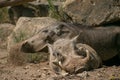 Selective focus shot of resting warthogs from the Osnabruck zoo in Germany Royalty Free Stock Photo