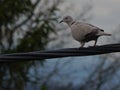 Selective focus shot of a ring-necked dove (Streptopelia capicola) perched on a wire Royalty Free Stock Photo