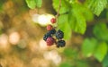 Selective focus shot of ripe and unripe blackberries growing on a bush - perfect for wallpaper Royalty Free Stock Photo