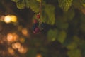 Selective focus shot of ripe and unripe blackberries growing on a bush - perfect for wallpaper Royalty Free Stock Photo