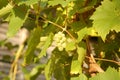 Selective focus shot of ripe yellow grapes on a vine in bright sunlight with blur background Royalty Free Stock Photo