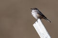 Selective focus shot of rock wren (Salpinctes obsoletus)