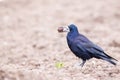 Selective focus shot of a Rook bird perched on the ground