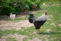 Selective focus shot of a rooster on the grass Royalty Free Stock Photo