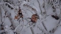 Selective focus shot of the rose-hip berries covered with snow while growing on the bush Royalty Free Stock Photo