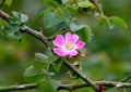 Selective focus shot of rosehip blossom
