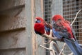 Selective focus shot of Rosella parrots in the zoo