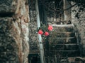 Selective focus shot of roses growing beside stairs of an old building Royalty Free Stock Photo