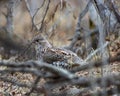 Selective focus shot of a ruffed grouse bird - Bonasa umbellus Royalty Free Stock Photo