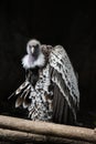 Selective focus shot of ruppell's griffon vulture (gyps rueppelli) Royalty Free Stock Photo