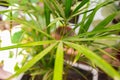 Selective focus shot of Saw Palmetto tree in a pot Royalty Free Stock Photo