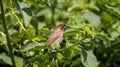 Selective focus shot of a Scaly-breasted munia bird perched on a tree branch Royalty Free Stock Photo