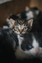 Selective focus shot of a scared baby tabby cat with blue eyes staring up Royalty Free Stock Photo