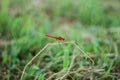 Selective focus shot of a scarlet dragonfly in grass Royalty Free Stock Photo