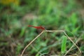 Selective focus shot of a scarlet dragonfly in grass Royalty Free Stock Photo