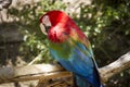 Selective focus shot of scarlet macaw perched on a branch Royalty Free Stock Photo